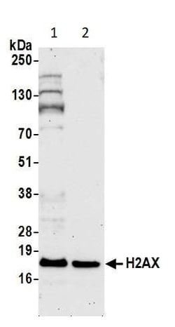 Abcam Rabbit polyclonal to Histone H2A.X, Quantity: Each of 1