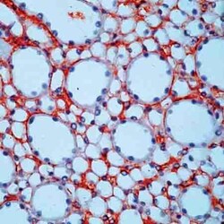 Abcam Rabbit polyclonal to Fibronectin, Quantity: Each of 1