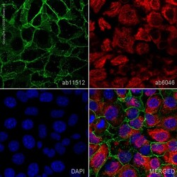 Abcam Rat monoclonal [DECMA-1] to E Cadherin - Intercellular Junction Marker,