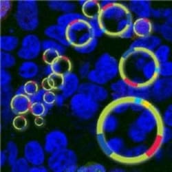 Clontech Labs 3P NucleoBond Xtra Midi, 50 preps, Quantity: Pack of 50