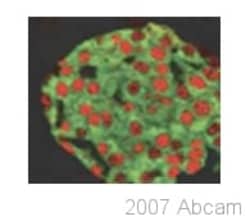Abcam Guinea pig polyclonal to PDX1, Quantity: Each of 1