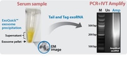System Biosciences LLC&nbsp;SERAMIR EXOSOME AND RNA PURIFICATION KITSeraMir Exosome RNA Purification kit (5 mL ExoQuick and 20 exoRNA columns) = 20 Preps