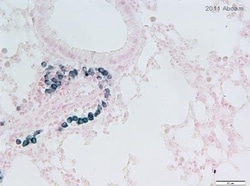 Abcam Mouse monoclonal [AA1] to Mast Cell Tryptase, Quantity: Each of 1