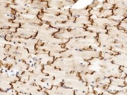 Abcam Rabbit polyclonal to Connexin 43 / GJA1 - Intercellular Junction