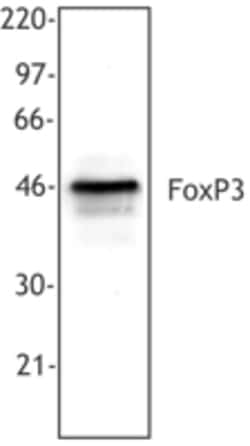 Biolegend Purified anti-human FOXP3 [259D]; Isotype: Mouse IgG1, ; Reactivity: