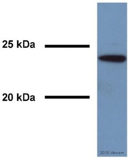 Abcam Mouse monoclonal [Rab7-117] to RAB7 - Late Endosome Marker, Quantity: