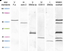 Abcam Total OXPHOS Human WB Antibody Cocktail, Quantity: Each of 1