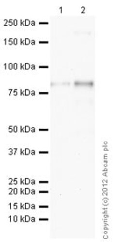 Abcam Mouse monoclonal [29D1] to WHSC1/NSD2, Quantity: Each of 1