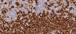 Abcam Mouse monoclonal [CR3/43] to HLA DR + DP + DQ, Quantity: Each of