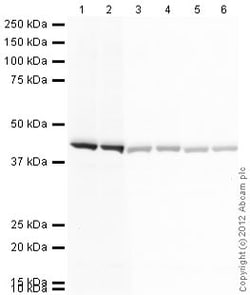 Abcam Goat Anti-Mouse IgG H&L (HRP), Quantity: Each of 1