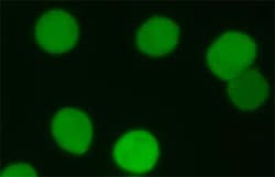 Abcam CFSE - Cell Labeling Kit, Quantity: Each of 1