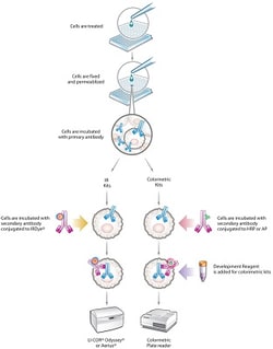 Abcam MitoBiogenesis In-Cell ELISA Kit (Colorimetric), 2 x 96 Tests, Quantity: