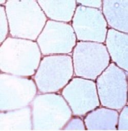 Abcam Rabbit polyclonal to Dystrophin, Quantity: Each of 1