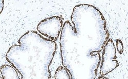 Leica Biosystems BOND POLYMER REFINE DETECTION, Quantity: Each of 1