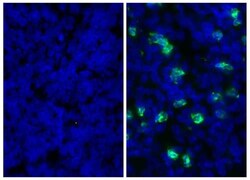 Abcam Rat monoclonal [RB6-8C5] to Ly6g + Ly6c, Quantity: Each of 1