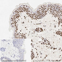 Abcam Mouse monoclonal [35I9 DNA] to ds DNA - BSA and Azide free, Quantity: