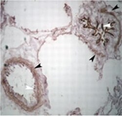 Abcam Goat Anti-Chicken IgY H&L (Biotin), Quantity: Each of 1