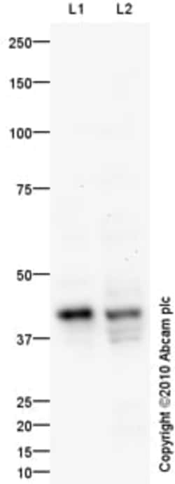 Abcam Rabbit polyclonal to SOX2, Quantity: Each of 1