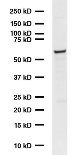 Abcam Mouse monoclonal [GAD-6] to GAD65, Quantity: Each of 1