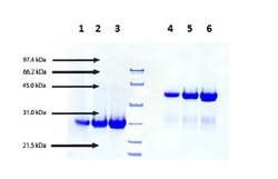 Abcam Native Human IgG FC fragment protein, Quantity: Each of 1