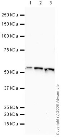 Abcam Mouse monoclonal [3D5] to ATPB - Mitochondrial Marker, Quantity: