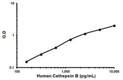 Abcam Human Cathepsin B ELISA Kit, Quantity: Each of 1