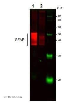 Abcam Goat polyclonal to GFAP, Quantity: Each of 1