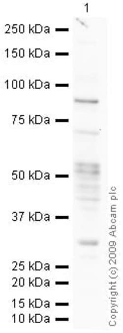Abcam Rabbit polyclonal to DCAMKL1, Quantity: Each of 1