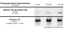 Abcam Rabbit polyclonal to Histone H3 (di methyl K4) - ChIP Grade, Quantity: