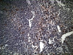 Abcam Rabbit polyclonal to CD68, Quantity: Each of 1