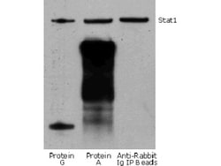 Rockland Immunochemicals Rabbit TrueBlot: Anti-Rabbit IgG HRP - 18-8816-31,