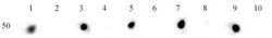 Abcam Rabbit polyclonal to Histone H3 (acetyl K9 + K14 + K18 + K23 + K27),
