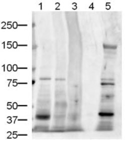 Abcam Rabbit polyclonal to Jagged1, Quantity: Each of 1