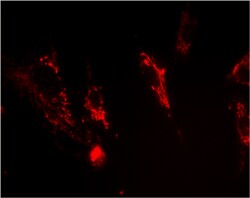 Abcam Mouse monoclonal [18A5DB1] to Frataxin, Quantity: Each of 1