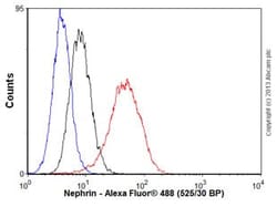Abcam Rabbit monoclonal [Y17-R] to Nephrin, Quantity: Each of 1