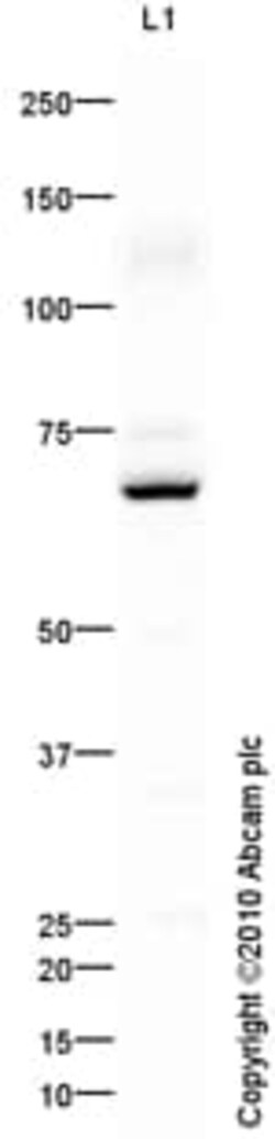 Abcam Goat Anti-Rabbit IgG H&L (HRP) preadsorbed, Quantity: Each of 1