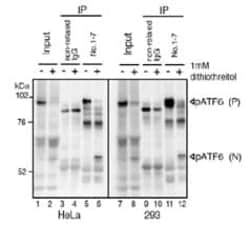 Abcam Mouse monoclonal [1-7] to ATF6, Quantity: Each of 1