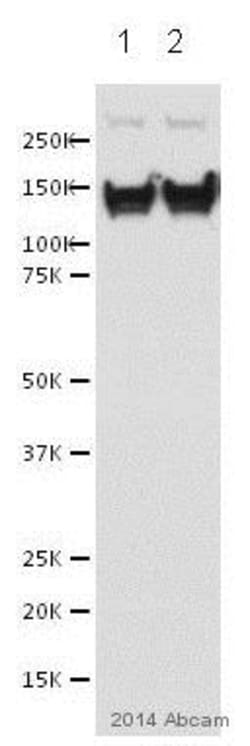 Abcam Rabbit polyclonal to RNA Helicase A, Quantity: Each of 1
