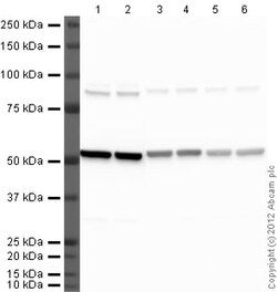 Abcam Goat Anti-Rat IgG H&L (HRP), Quantity: Each of 1