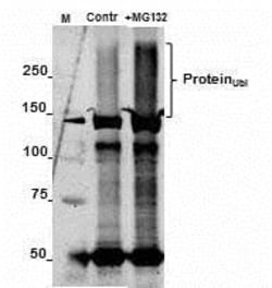 Abcam Mouse monoclonal [Ubi-1] to Ubiquitin, Quantity: Each of 1