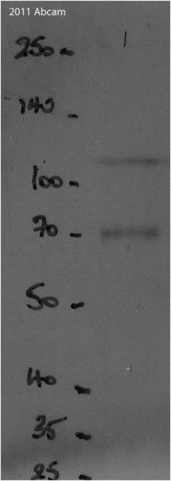 Abcam Goat Anti-Chicken IgY H&L (HRP), Quantity: Each of 1