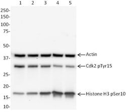 Abcam Cell Cycle (pCdk/pHH3/Actin) WB Cocktail, Quantity: Each of 1