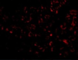Abcam Chicken polyclonal to Albumin, Quantity: Each of 1