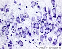 Fd Neurotechnologies Inc&nbsp;CRESYL VIOLET SOLUTION 500ML
