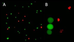 Abcam&nbsp;Live and Dead Cell Assay