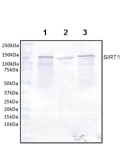 Abcam Mouse monoclonal [19A7AB4] to SIRT1, Quantity: Each of 1