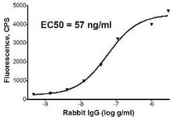 Abcam Goat Anti-Rabbit IgG H&L (PE) preadsorbed, Quantity: Each of 1