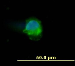 Abcam Mouse monoclonal [MEM-28] to CD45, Quantity: Each of 1