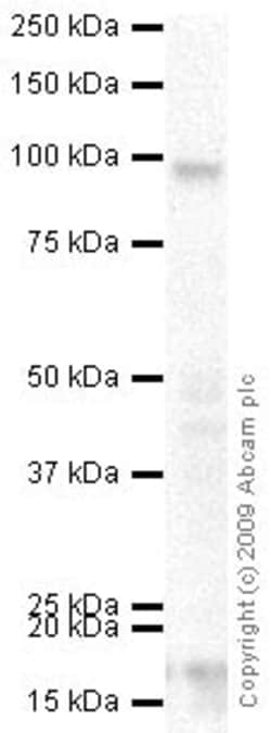 Abcam Rabbit polyclonal to Collagen VI, Quantity: Each of 1