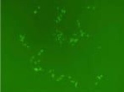 System Biosciences LLC&nbsp;Cas9 SmartNuclease&trade; mRNA, Injection- and Transfection-readyTransfection-ready Cas9 SmartNuclease mRNA (Eukaryotic version) = 20ug